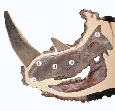 Продольный разрез черепа шерстистого носорога.